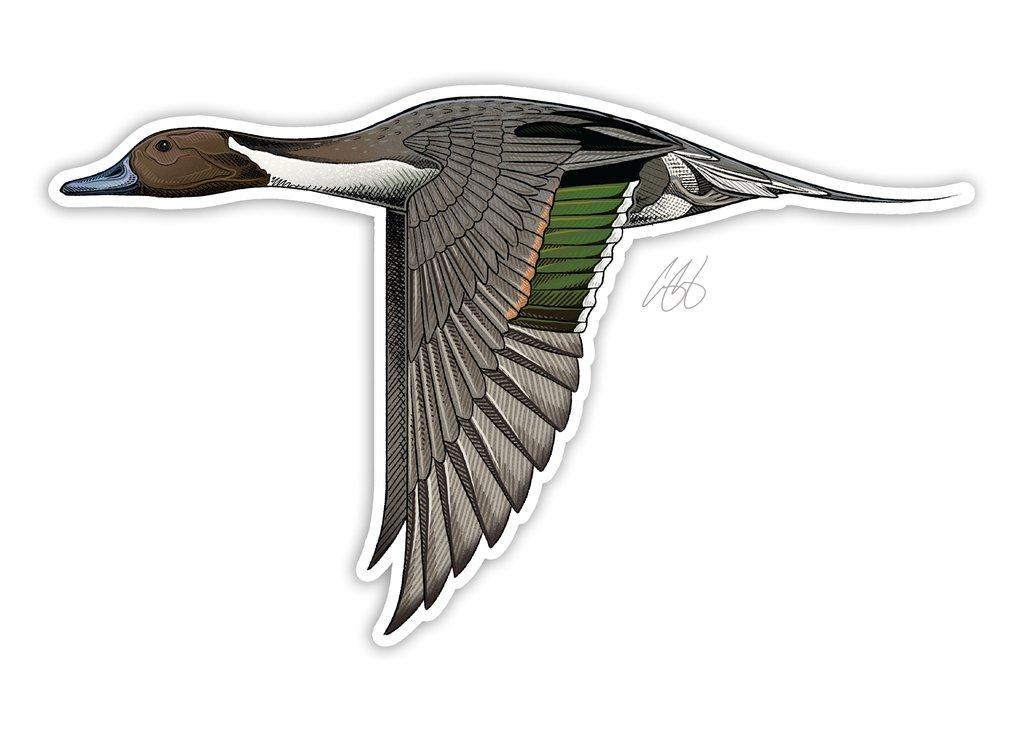 Northern Pintail Decal