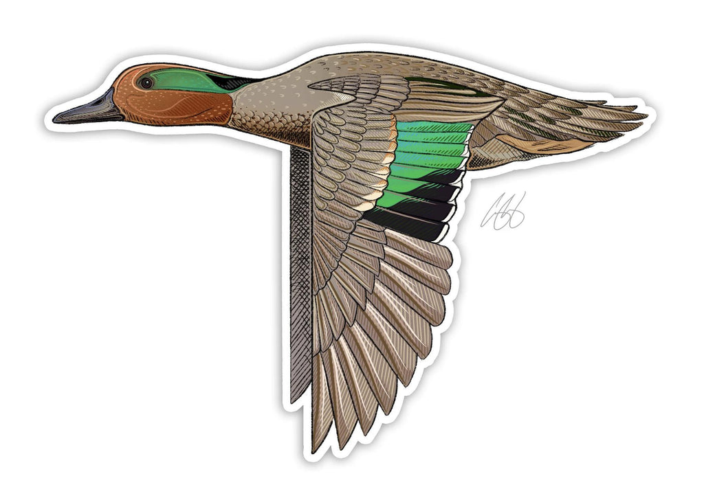 Green Winged Teal Decal