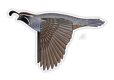 California Quail Decal