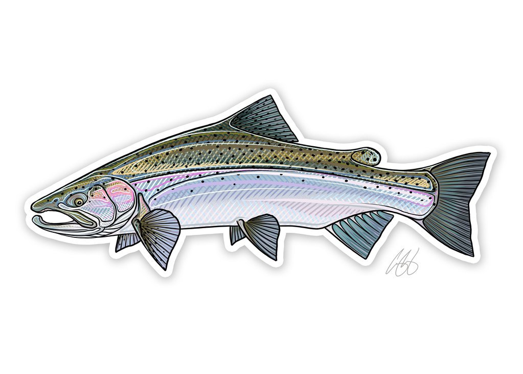 Steelhead Decal